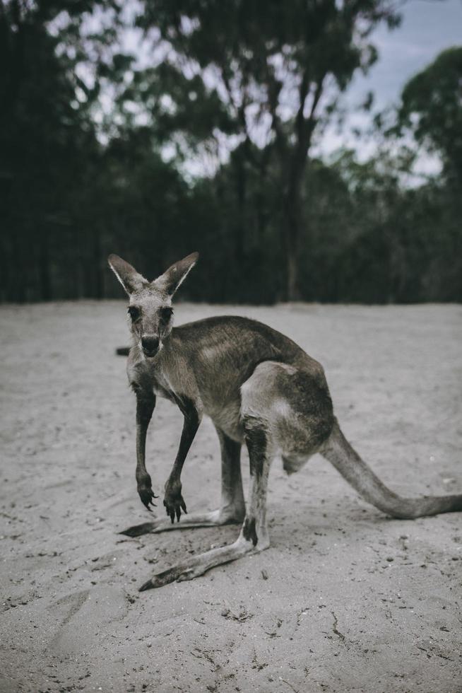 canguro en la naturaleza foto