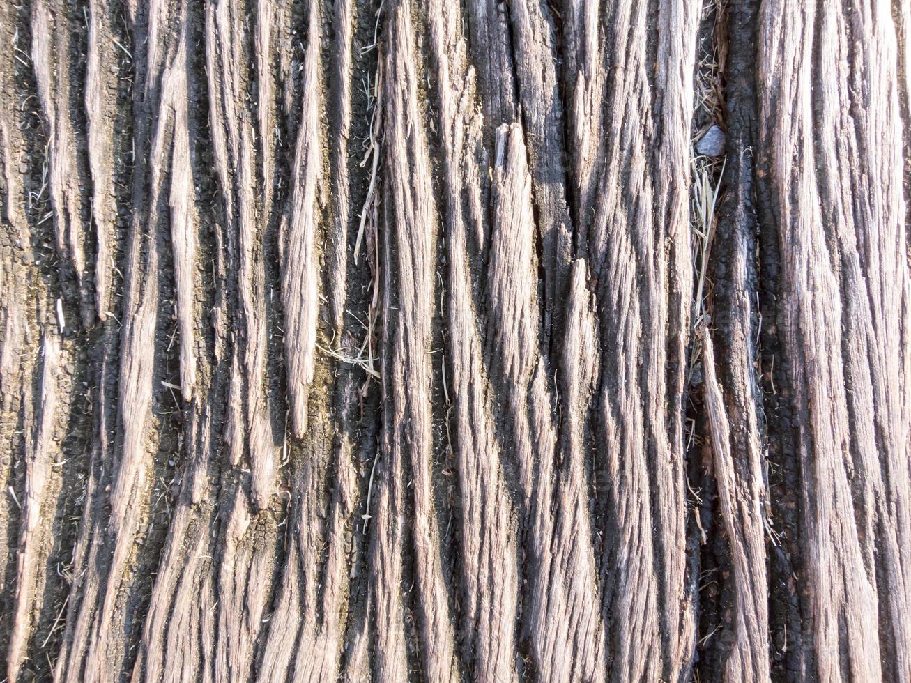 The bark is rough dark brown. photo