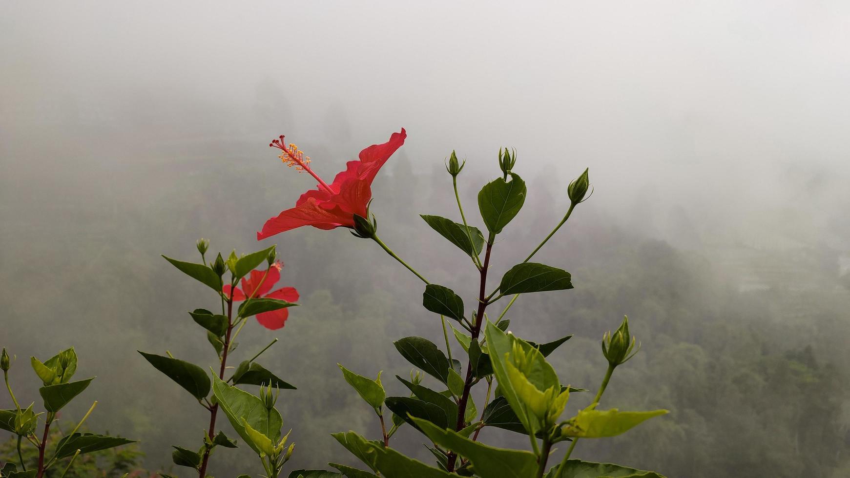 A blooming tree with red flowers on the background of mountains photo