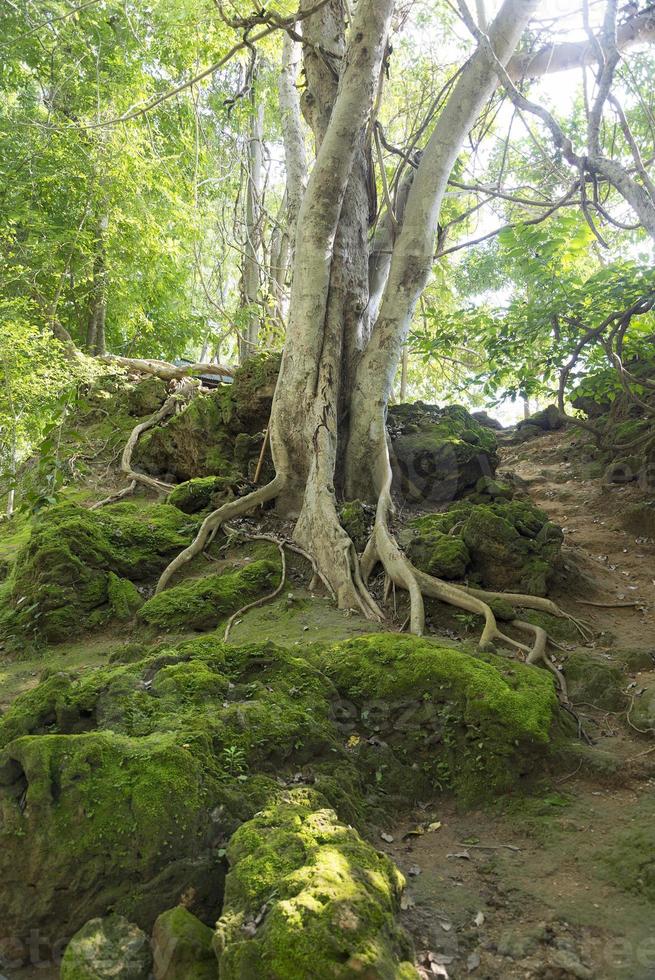 árbol viejo en el parque. foto