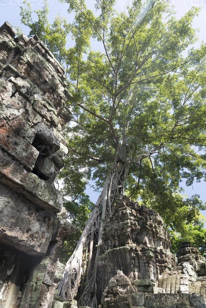 árbol viejo en las ruinas. foto