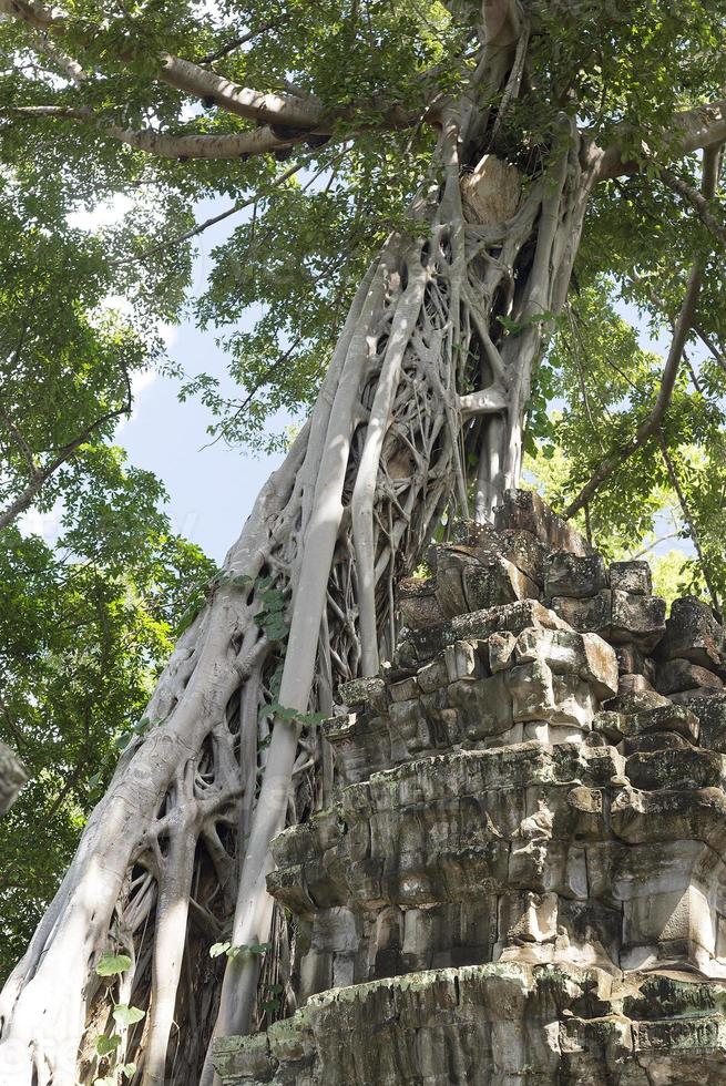 Old tree in the ruins. photo