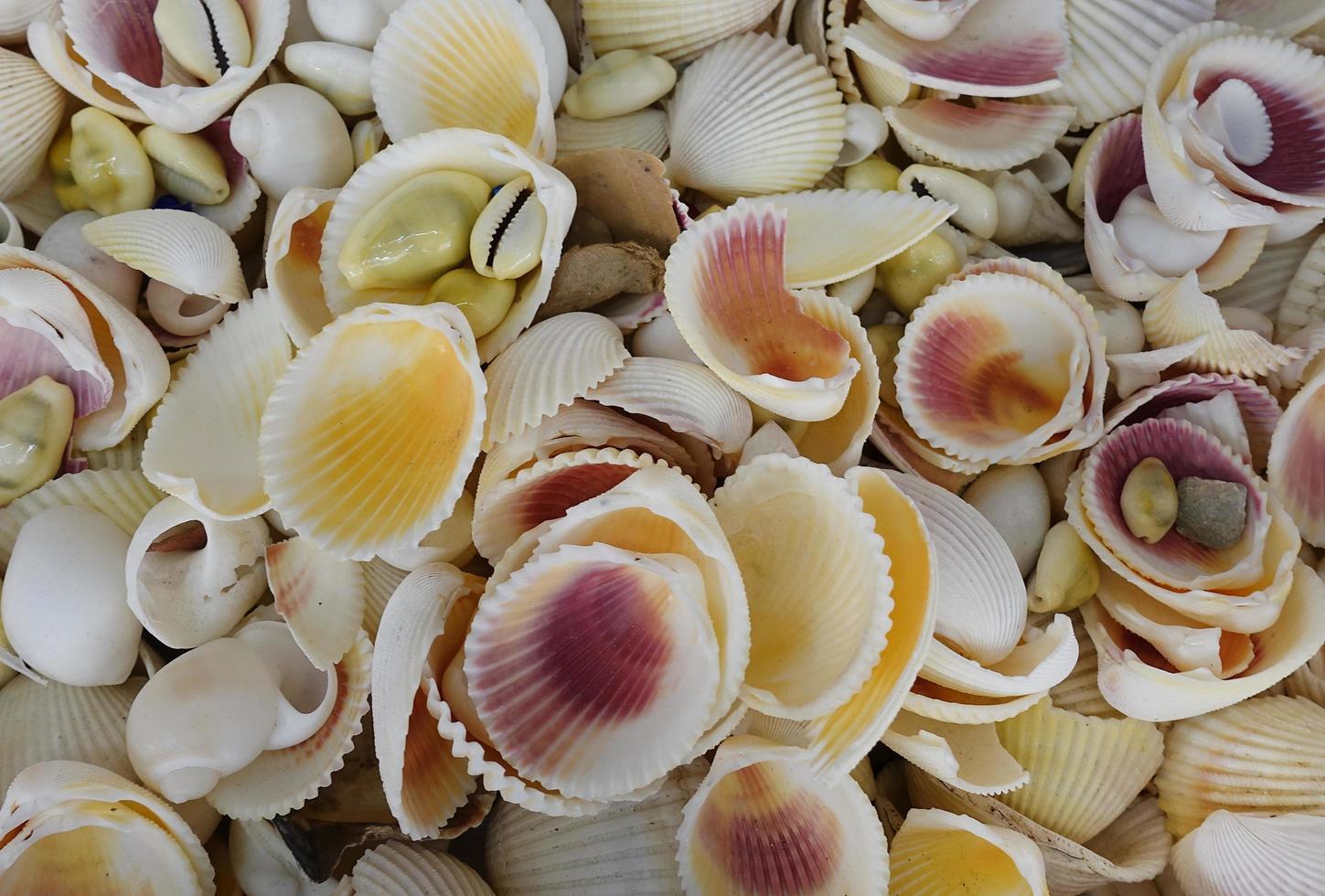 Fondo de conchas marinas- contenido de verano. foto