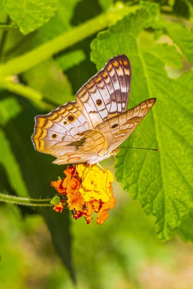 Mariposa tropical en planta de flor en el bosque y la naturaleza de México. foto