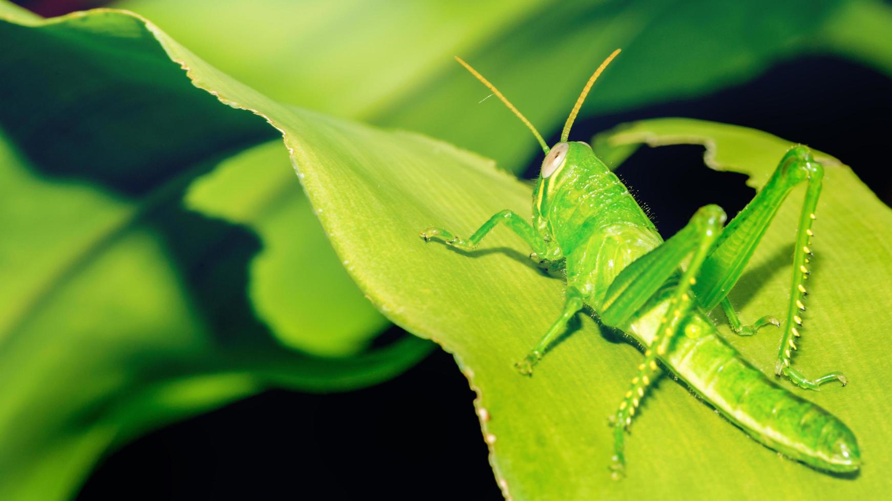 saltamontes en una hoja verde foto