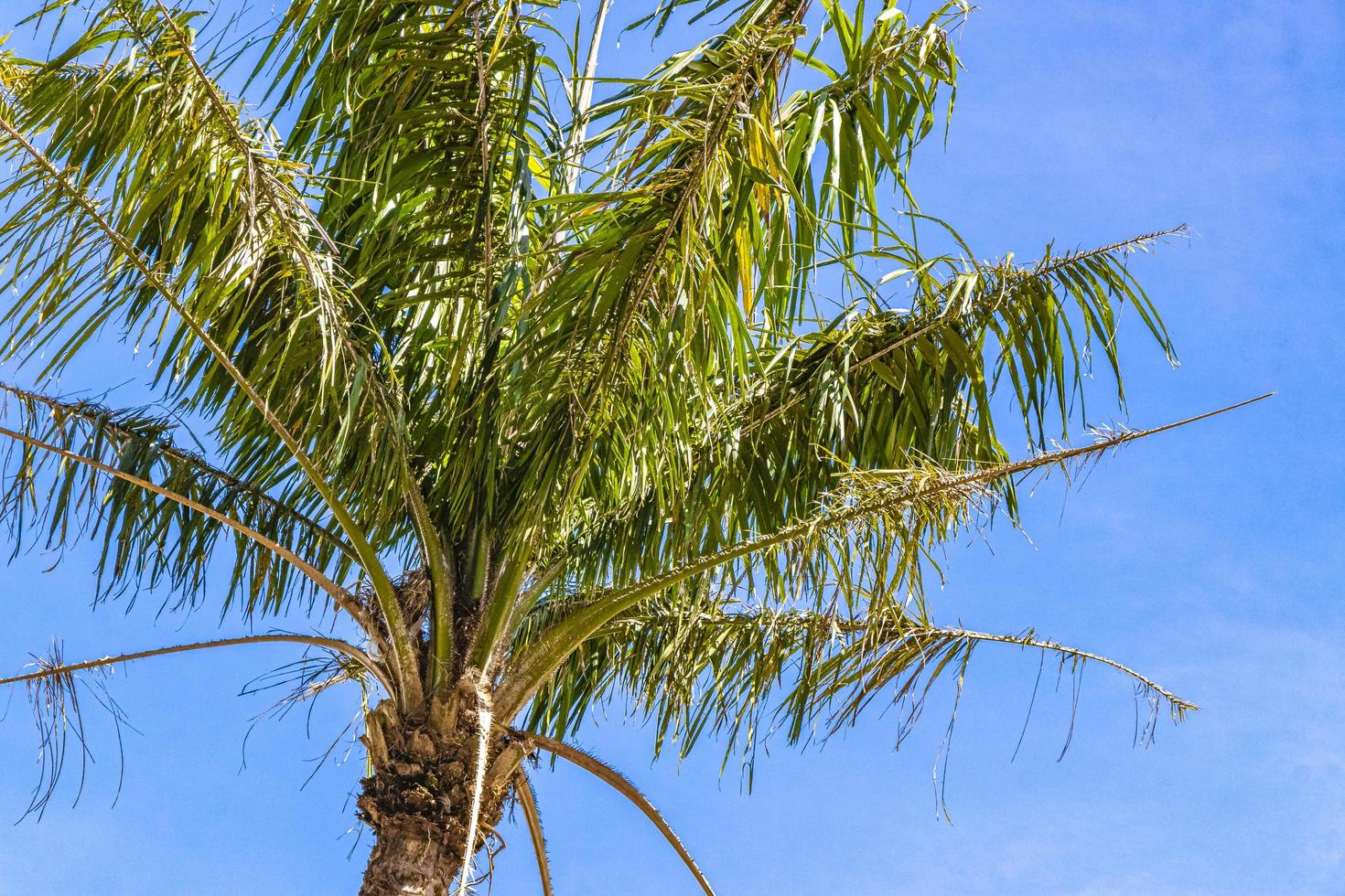 palmera con fondo de cielo azul san josé costa rica. foto