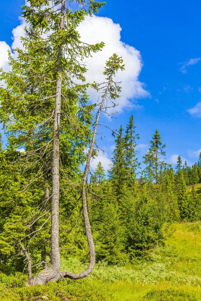 Rare crazy tree growth in forest nature in Kvitfjell Norway. photo