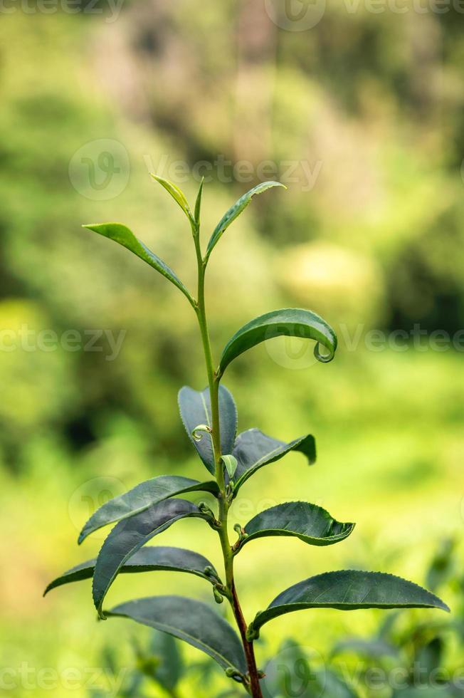 Organic green tea leaf growing in plantation photo