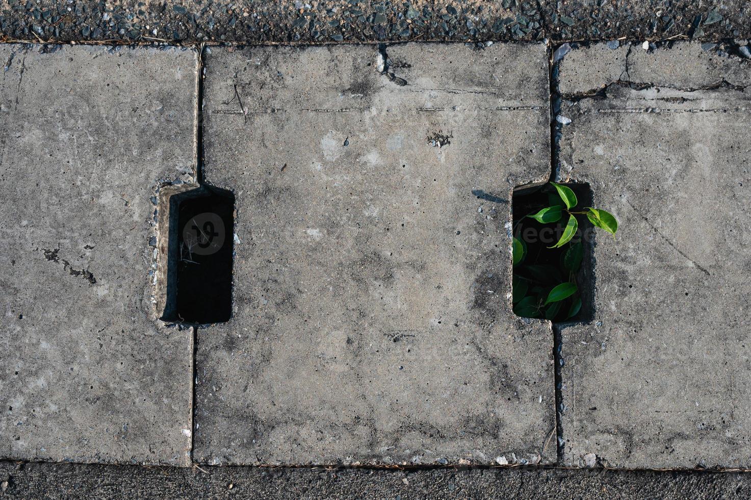 Plant trying to live and grow in sewer photo