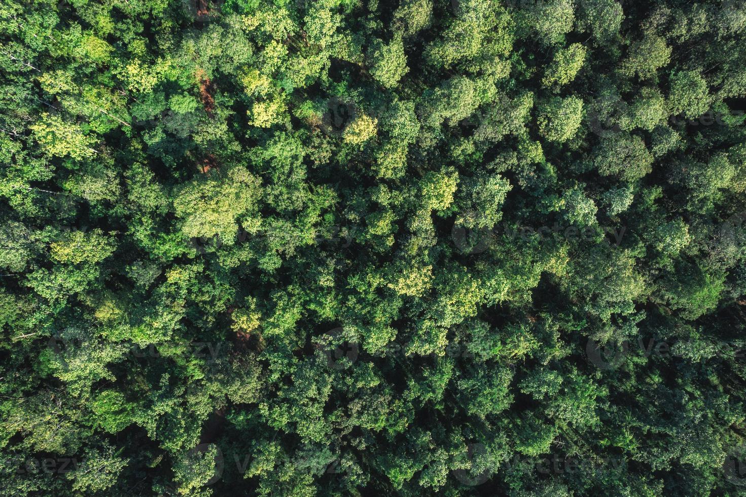 Aerial top view of green pine trees growing in the forest photo