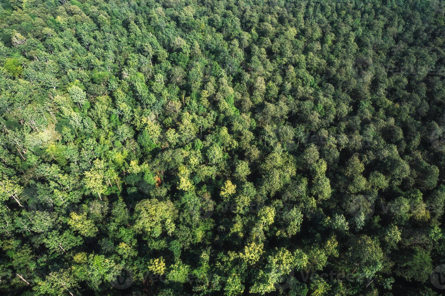 Aerial top view of green pine trees growing in the forest photo