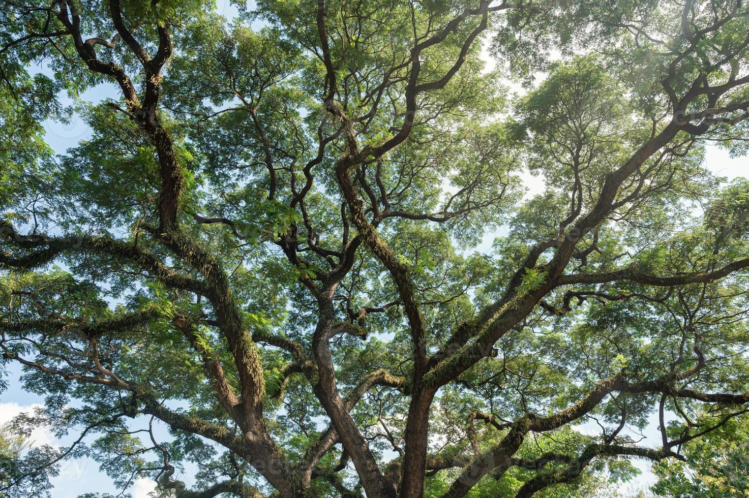 Giant Rain Tree with branches growth in tropical rainforest photo