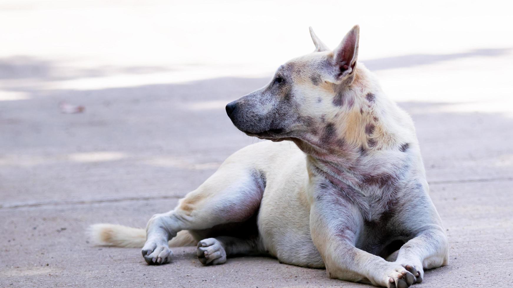 Dog with head and neck wounds sits on concrete road in shade of tree. photo