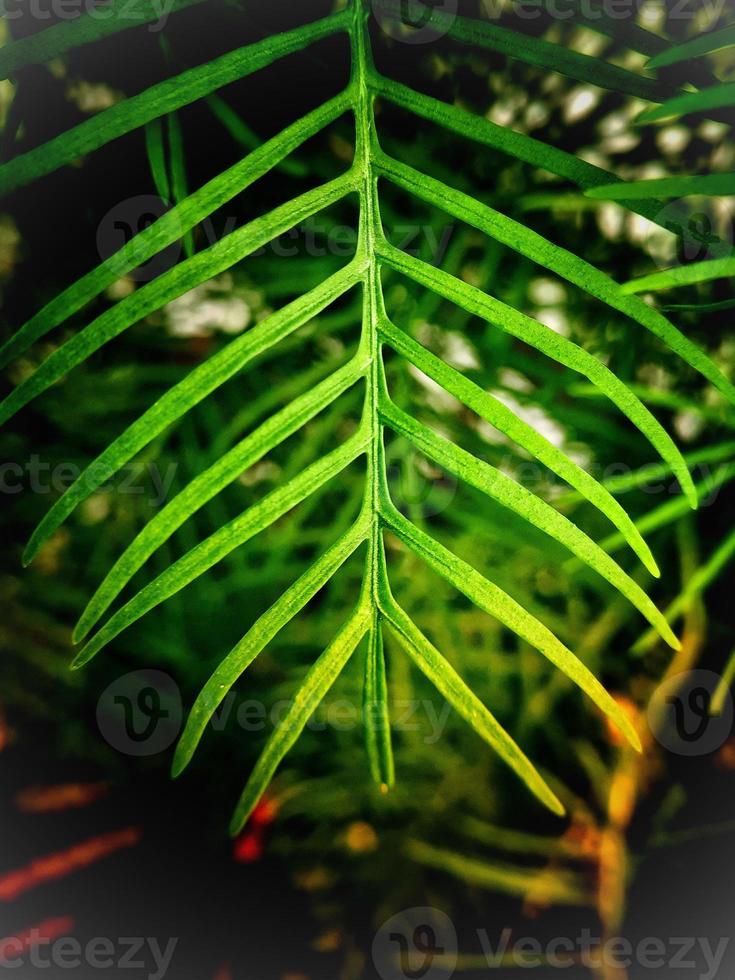 Close up of wild flower with defocused background photo