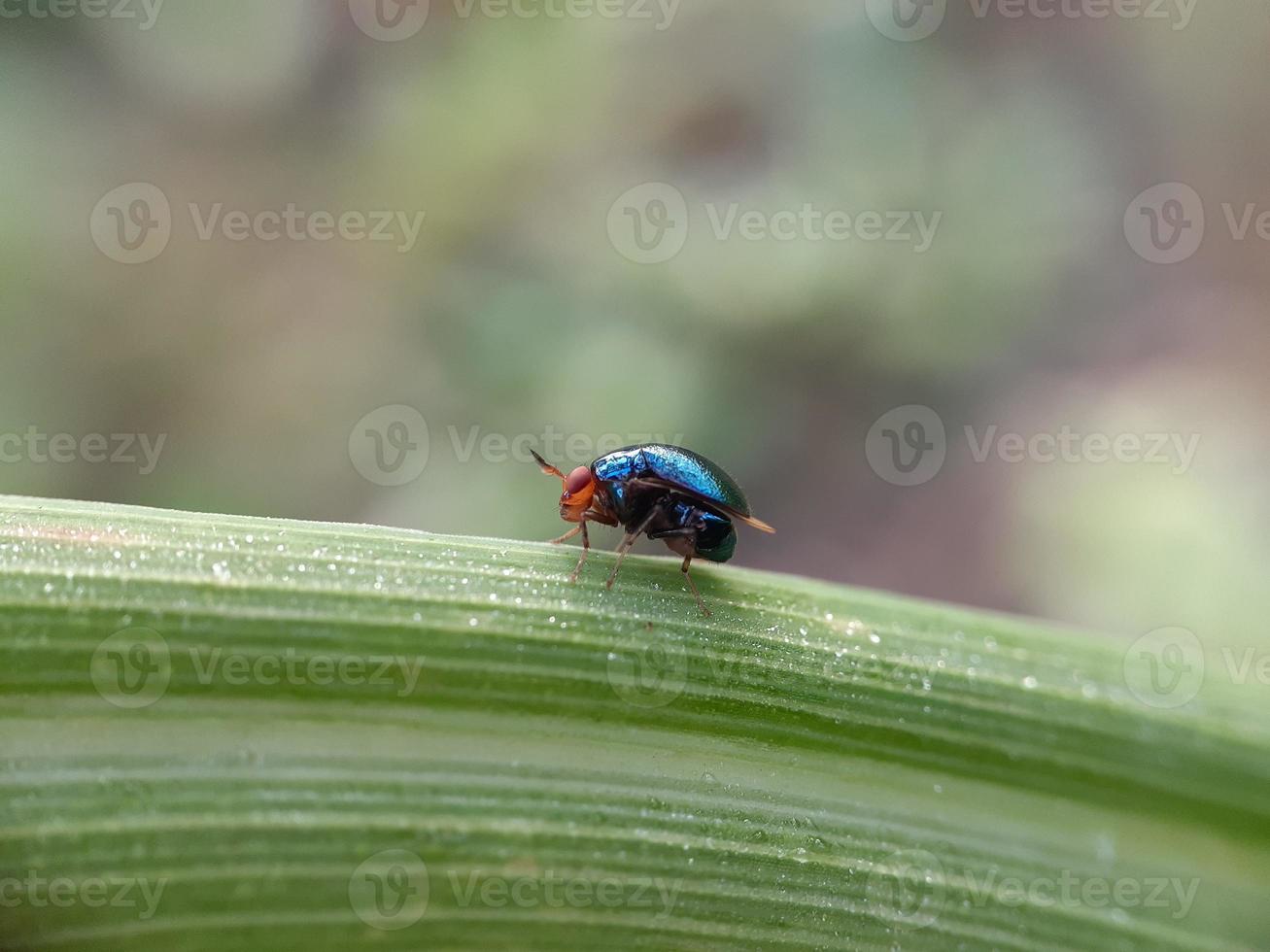 Close up of insect on the leaf with defocused background photo