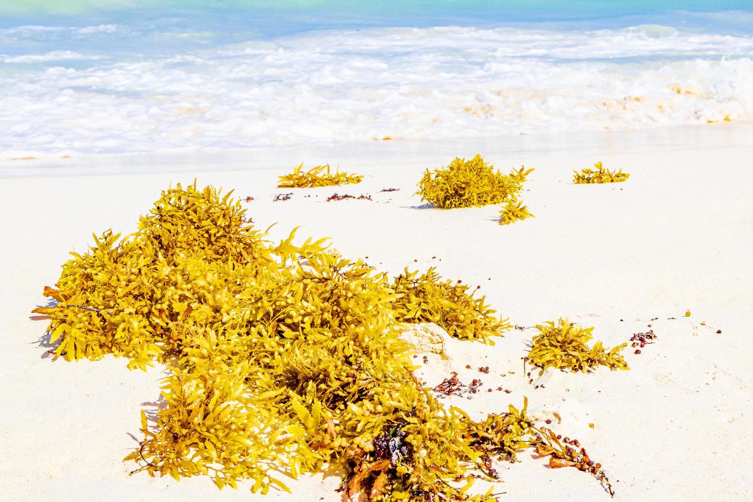 algas frescas playa sargazo punta esmeralda playa del carmen mexico. foto