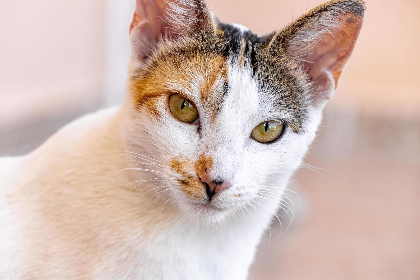 Mexican white cat portrait looking lovely and cute in Mexico. photo