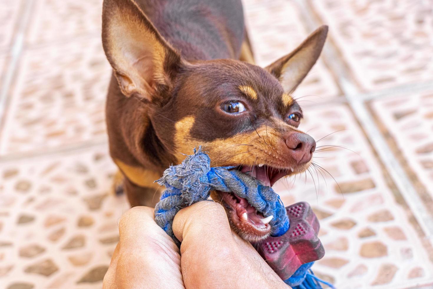 perro chihuahua marrón mexicano juguetón encantador y agresivo mexico. foto