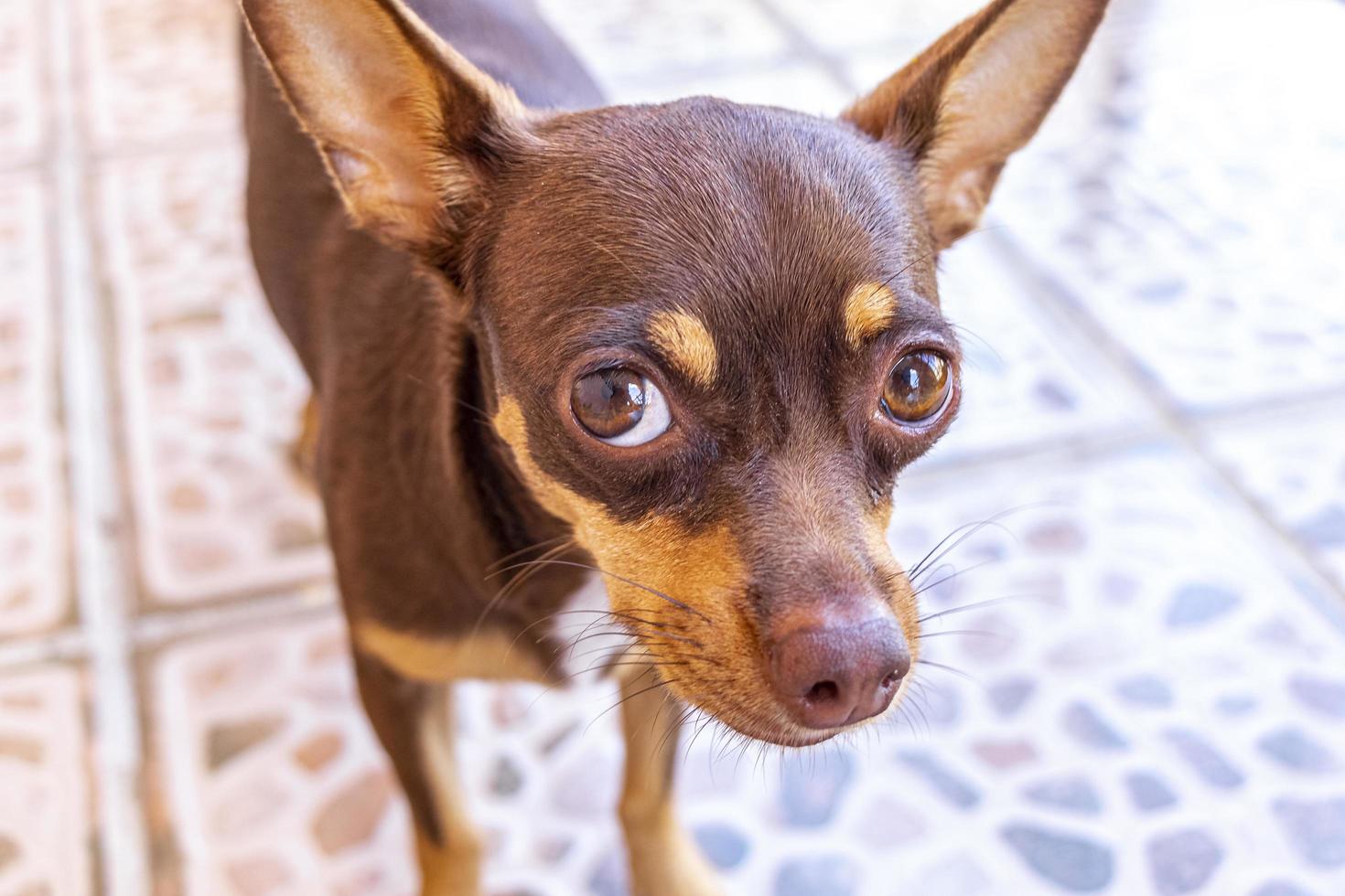 Retrato de perro chihuahua marrón mexicano con aspecto encantador y lindo de México. foto