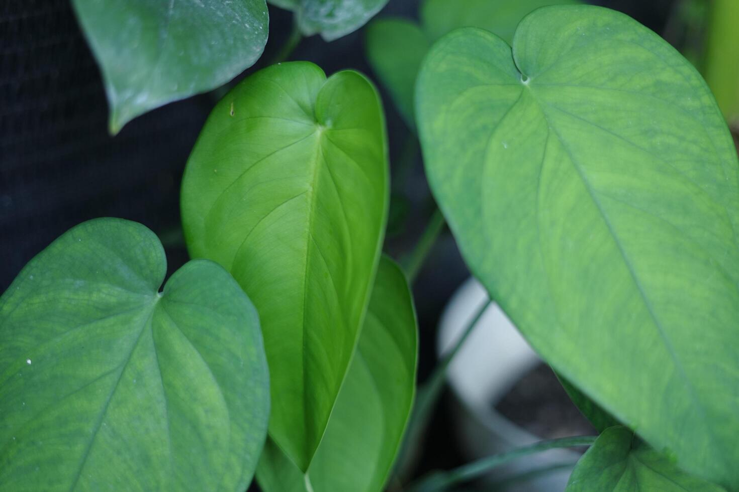 arbusto verde en el jardín foto