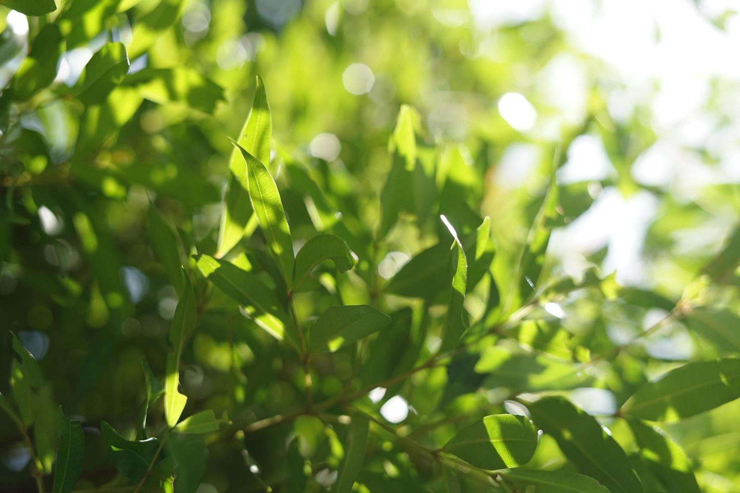 Green shrub in the garden photo