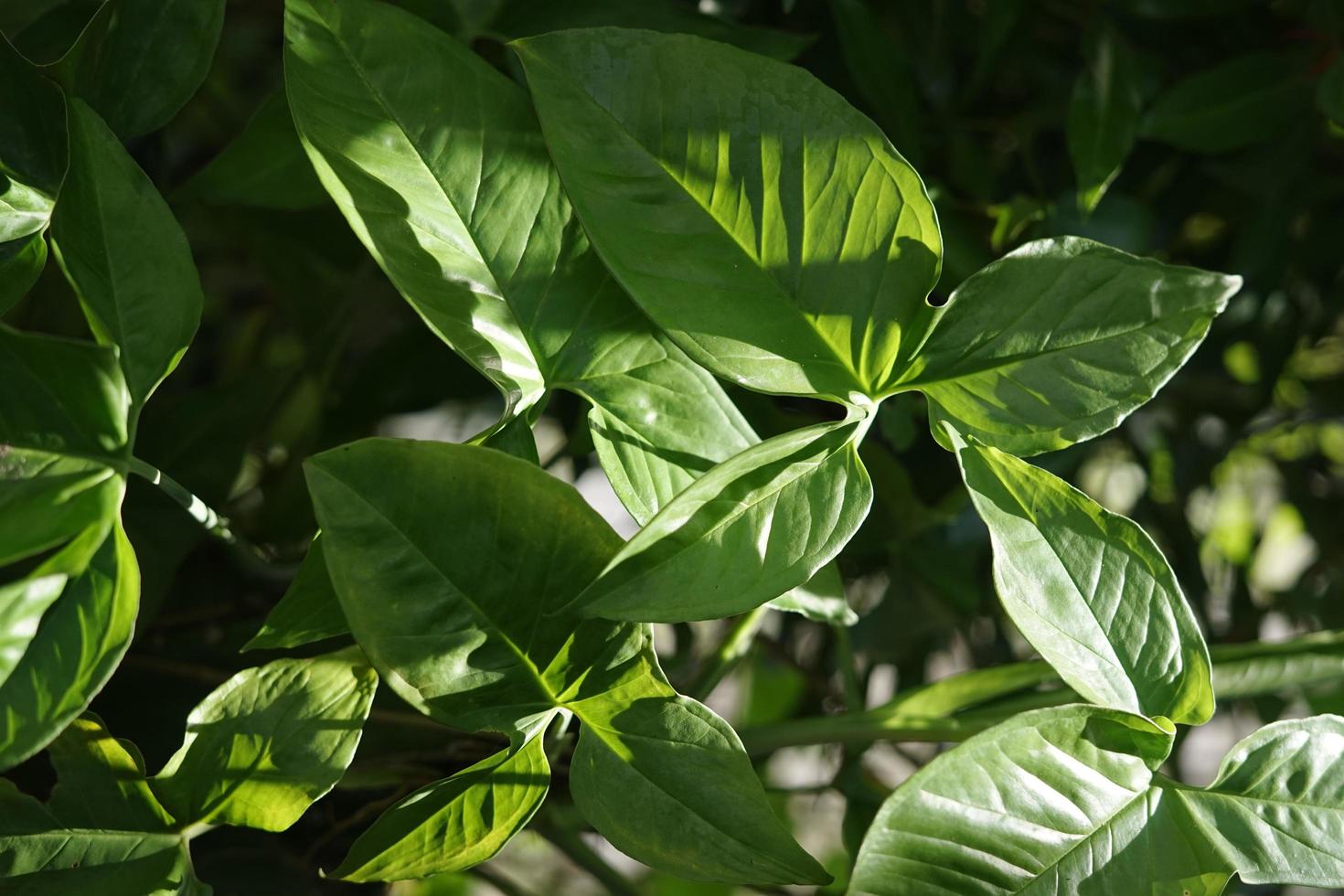 arbusto verde en el jardín foto