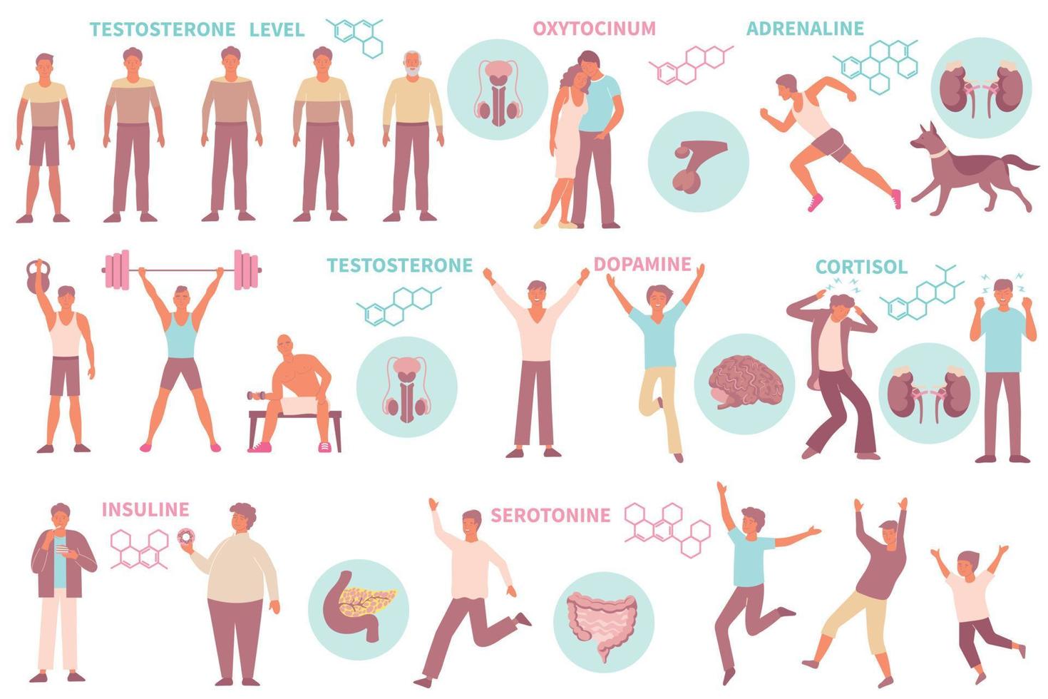 Male Hormones Flat Set vector