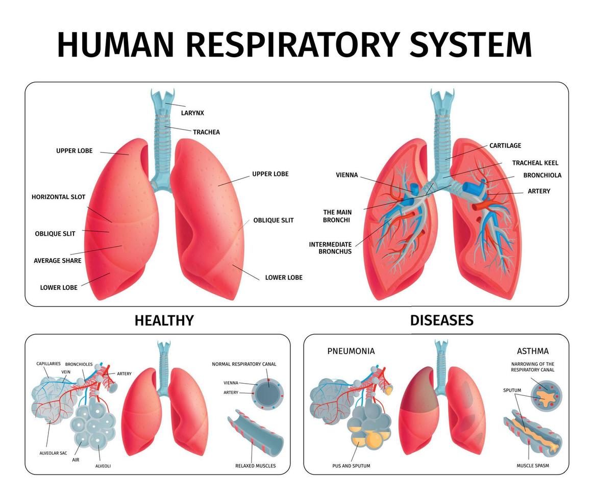infografía de anatomía del pulmón humano vector