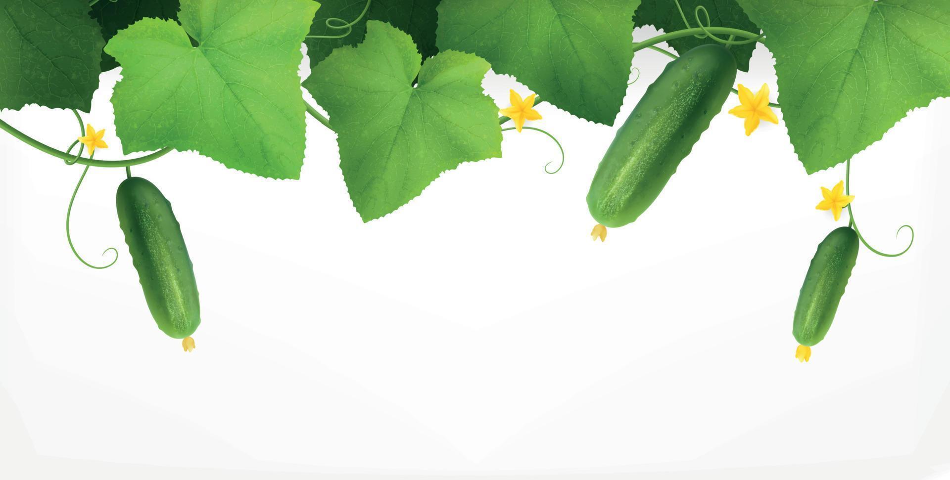 Cucumbers Plant Realistic Composition vector