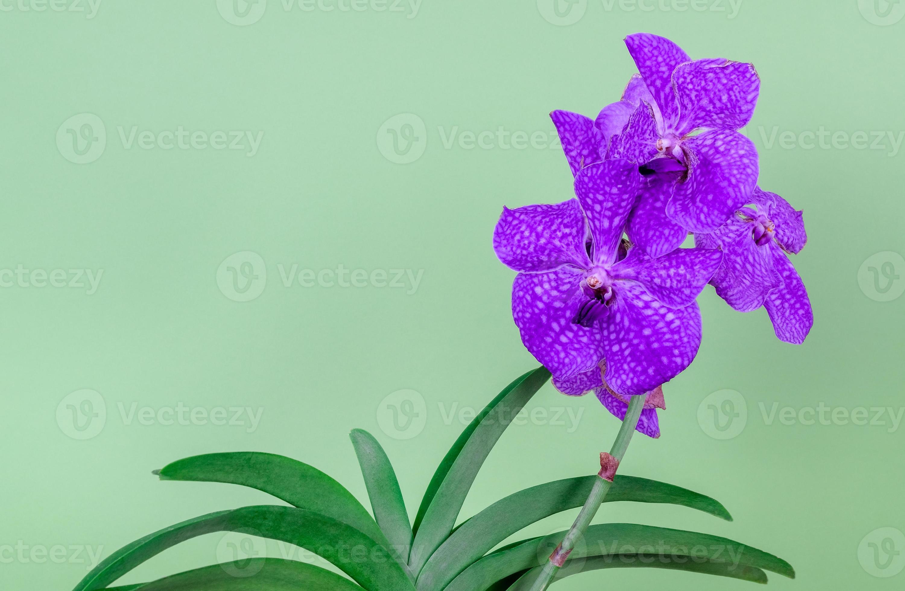 hermosa orquídea vanda sobre un fondo verde claro. 4958120 Foto de stock en  Vecteezy