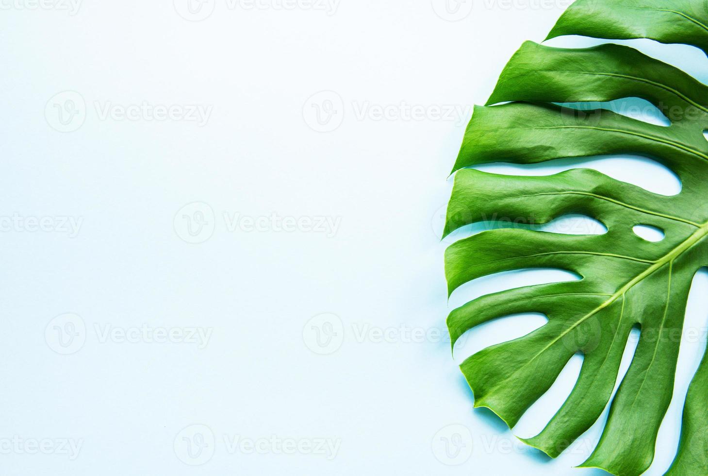 Tropical monstera leaf photo