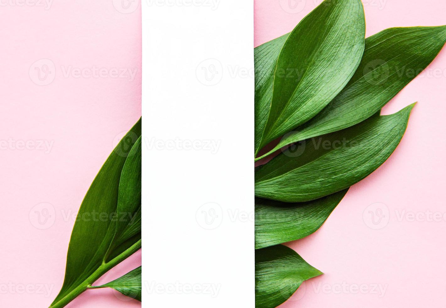 Green tropical leaves photo