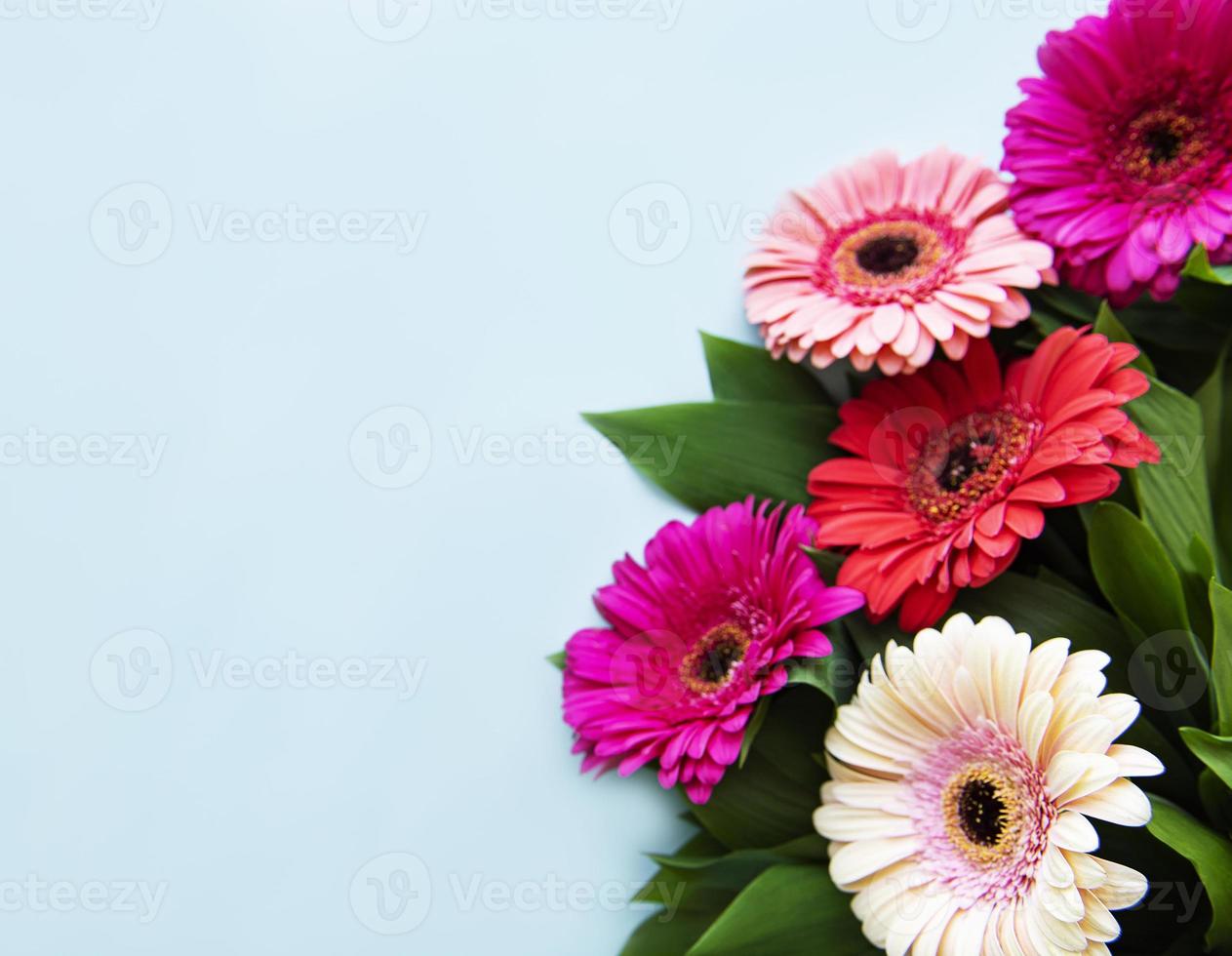 Bright gerbera flowers on a blue background photo