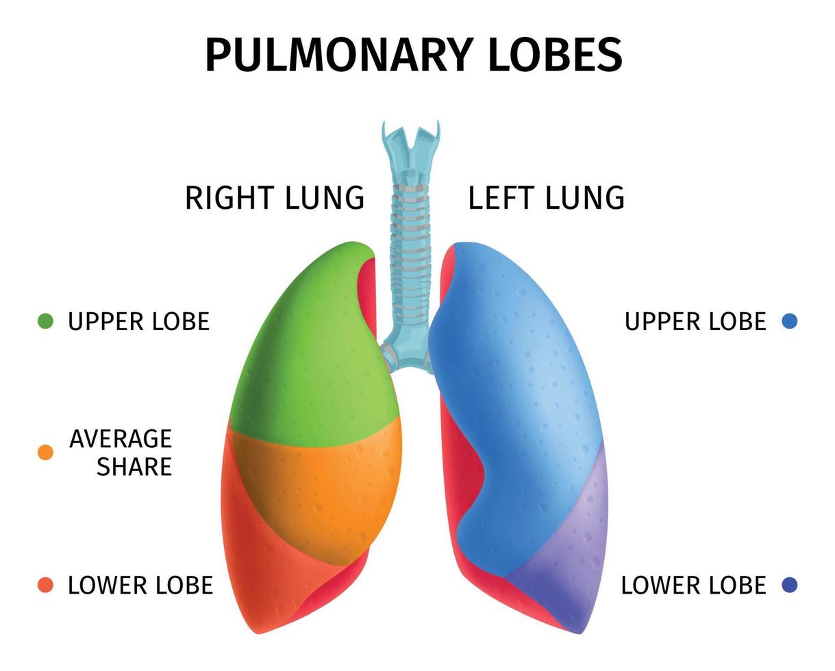 infochart de anatomía del pulmón humano vector