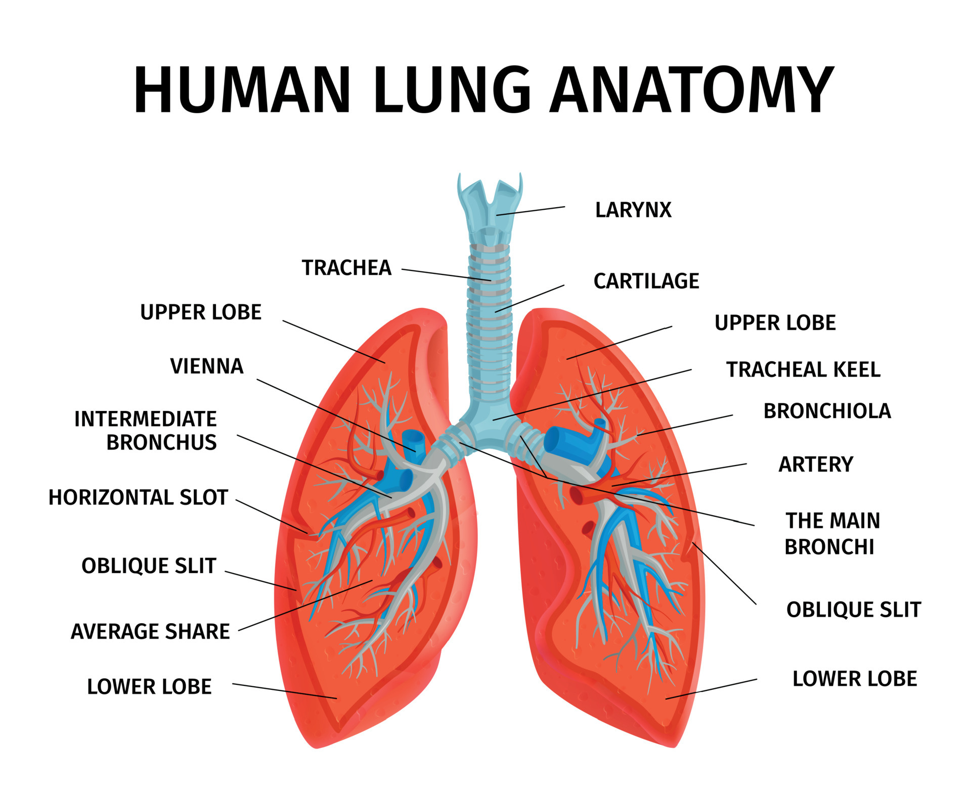 detailed lungs diagram