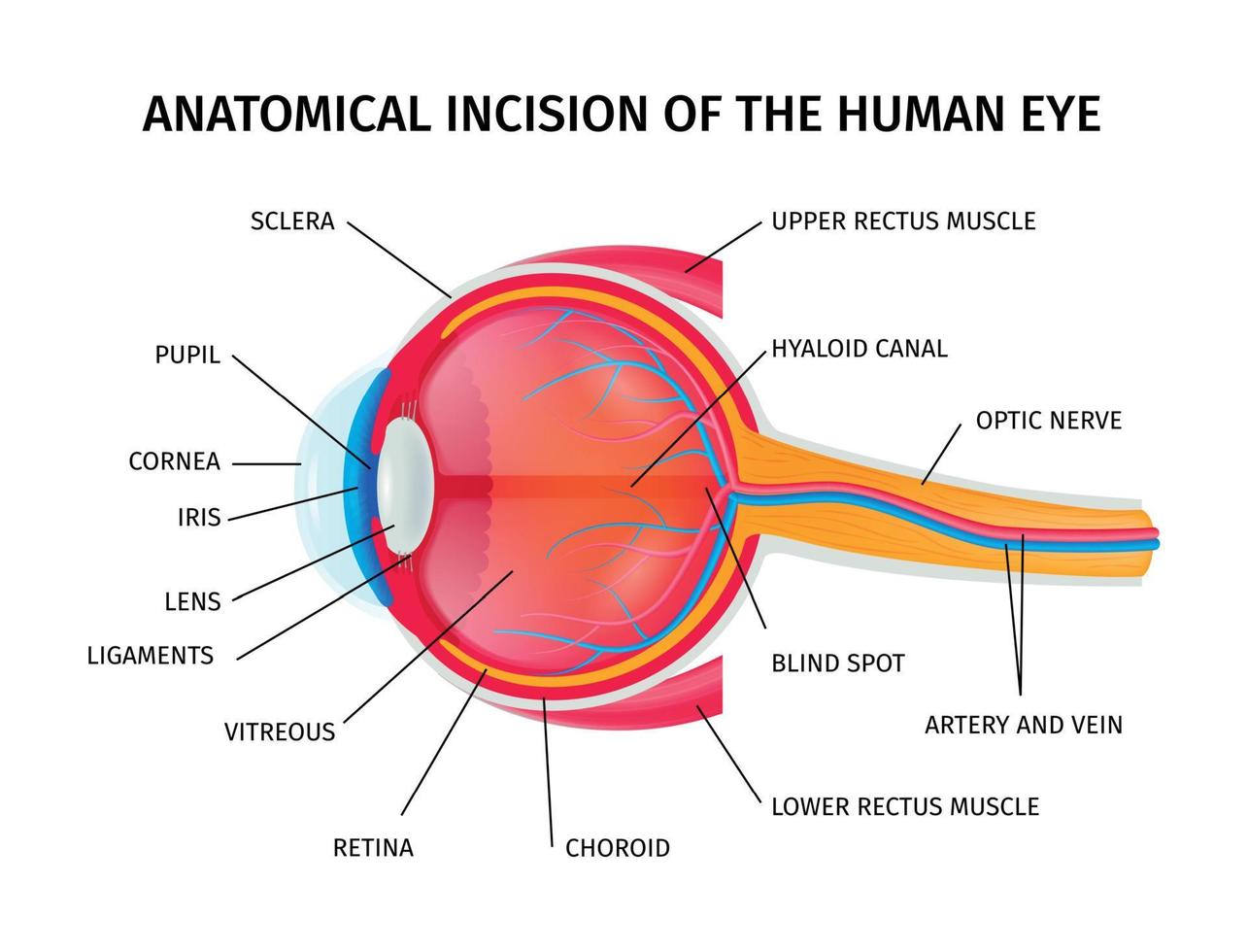 Human Eyeball Anatomy Incision vector