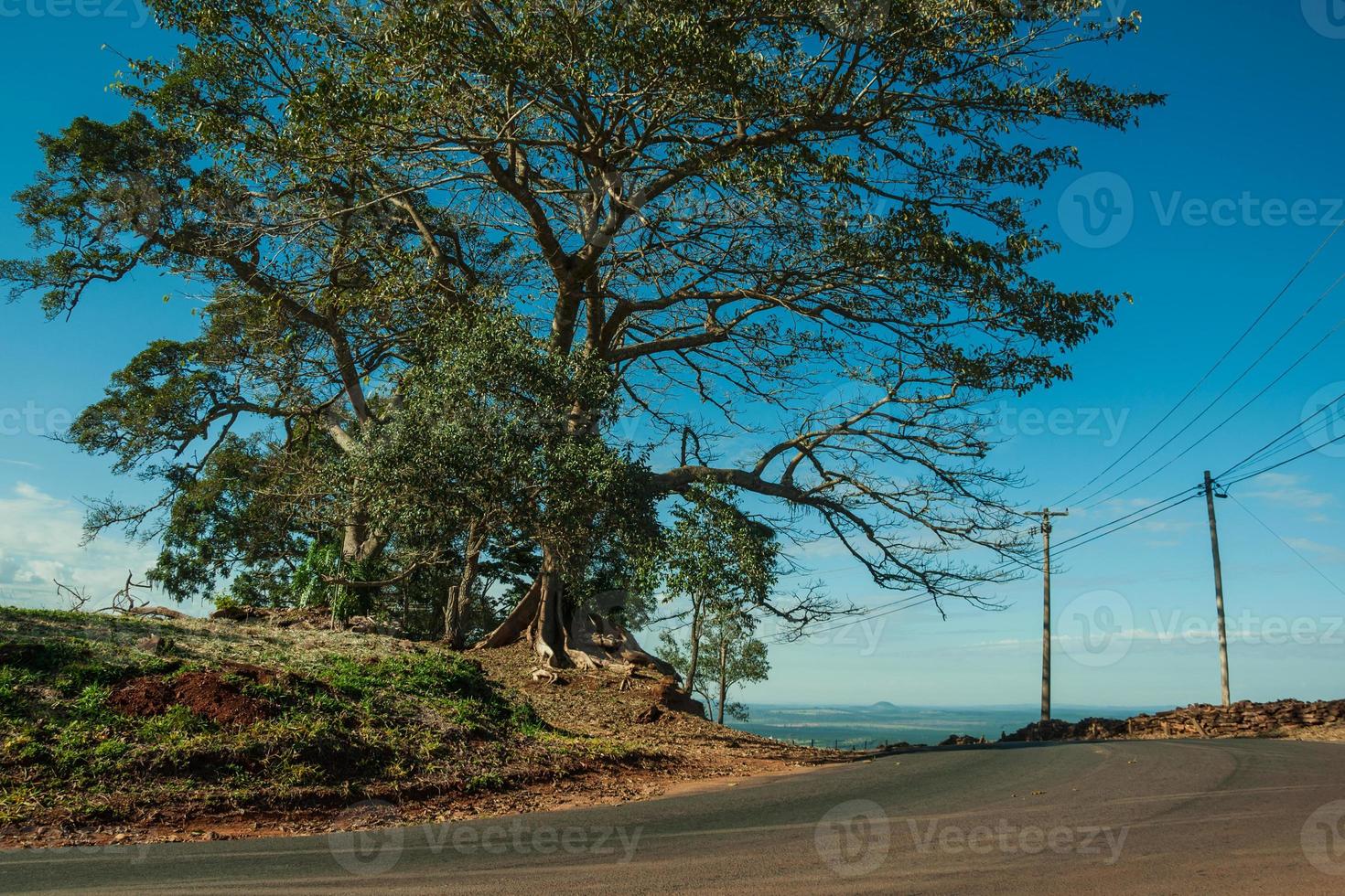 Paved country road beside leafy tree on a slope covered by green meadow, in a sunny day near Pardinho. A small rural village in the countryside of Sao Paulo State. photo