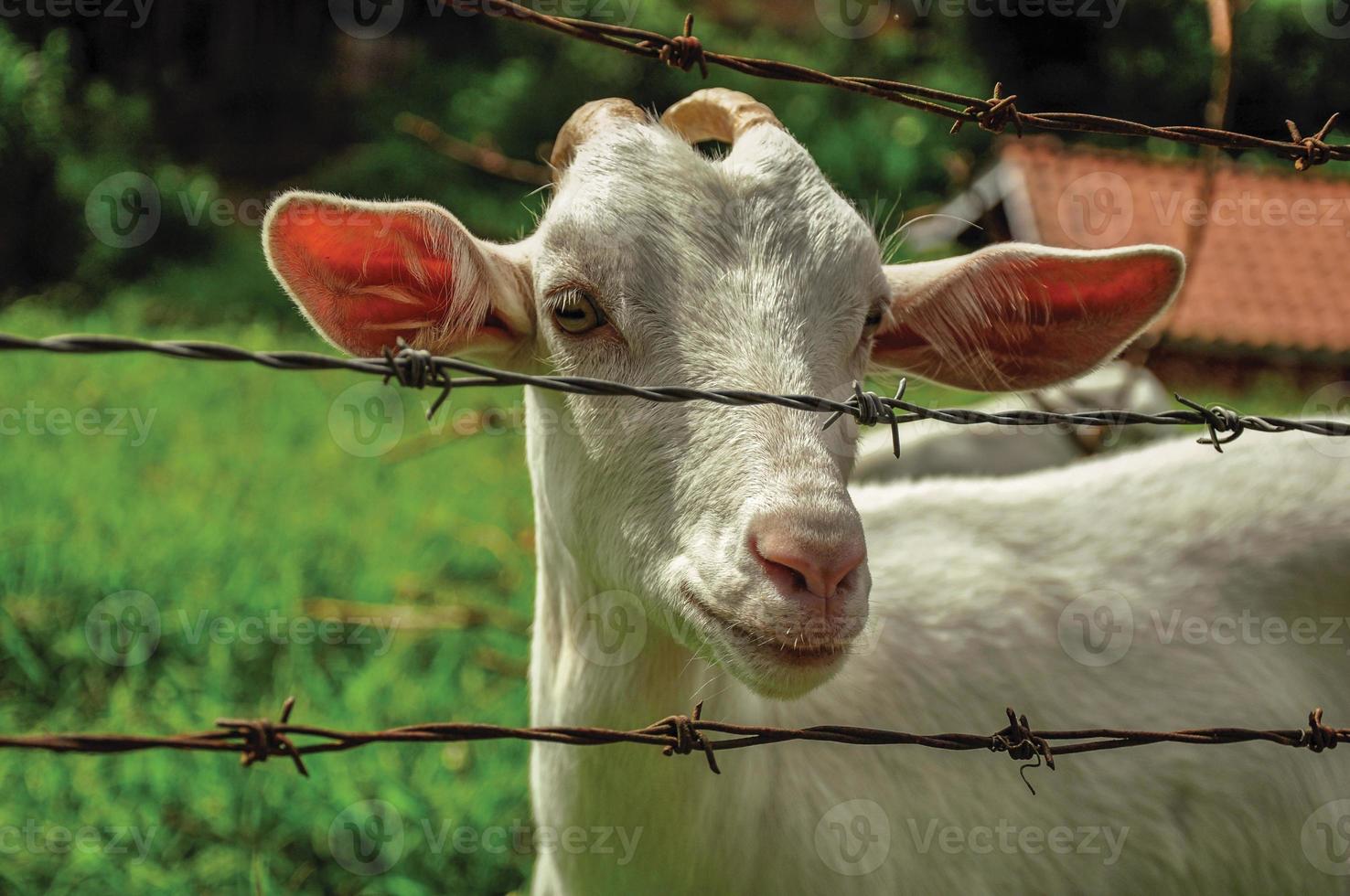 Close-up of goat next a fence in a farmhouse near the village of Joanopolis. Located in the countryside of Sao Paulo State, a region rich in agricultural and livestock products, southwestern Brazil photo