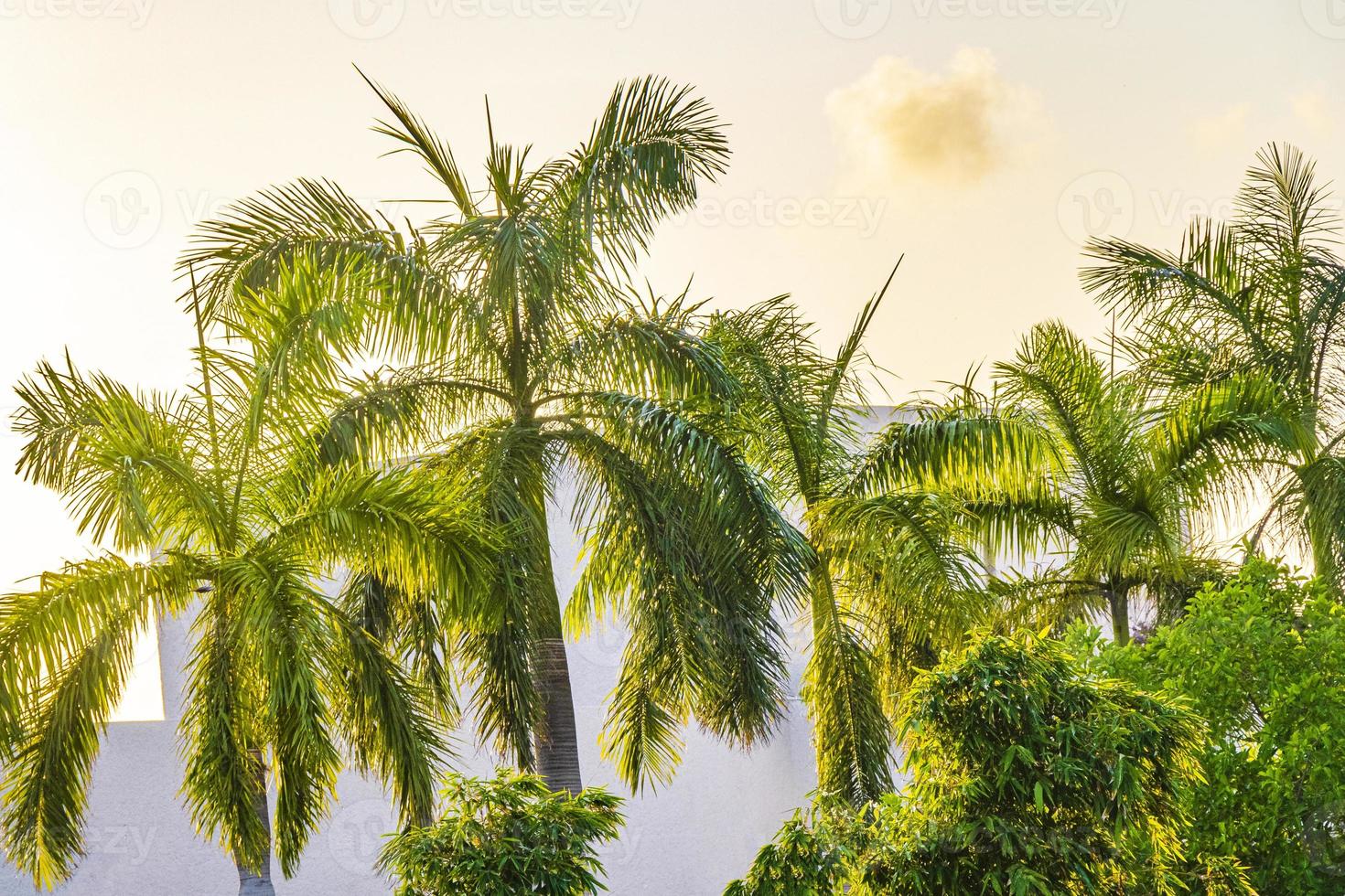 Tropical palm trees with sunrise sky Playa del Carmen Mexico. photo