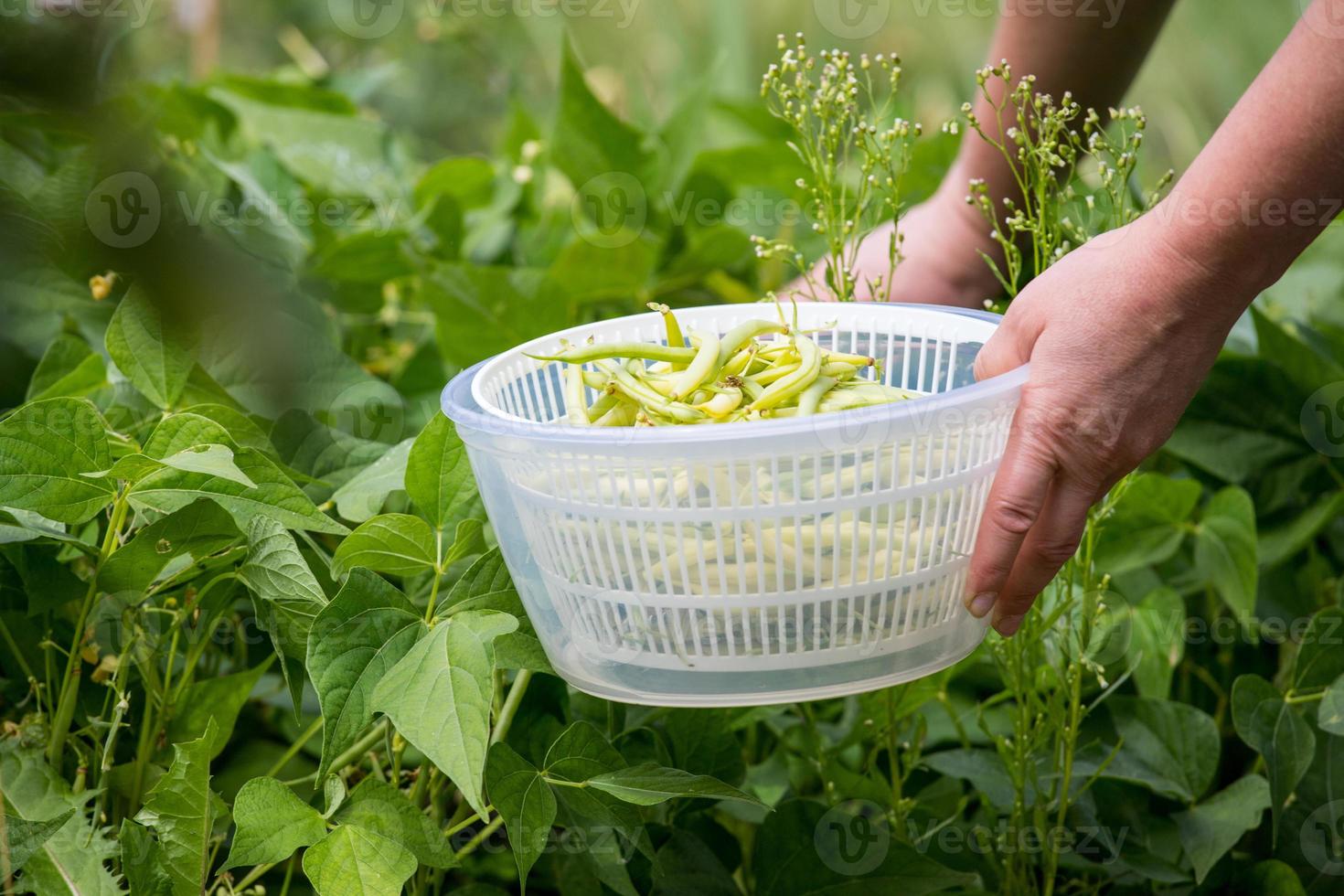 cosechar judías verdes en el jardín de su casa. concepto de verduras caseras. foto