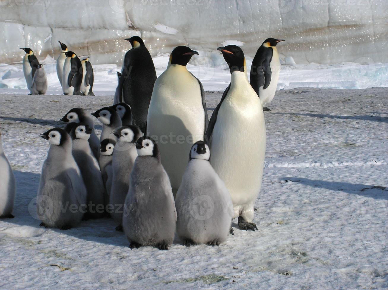 emperor penguins in the ice of Antarctica photo