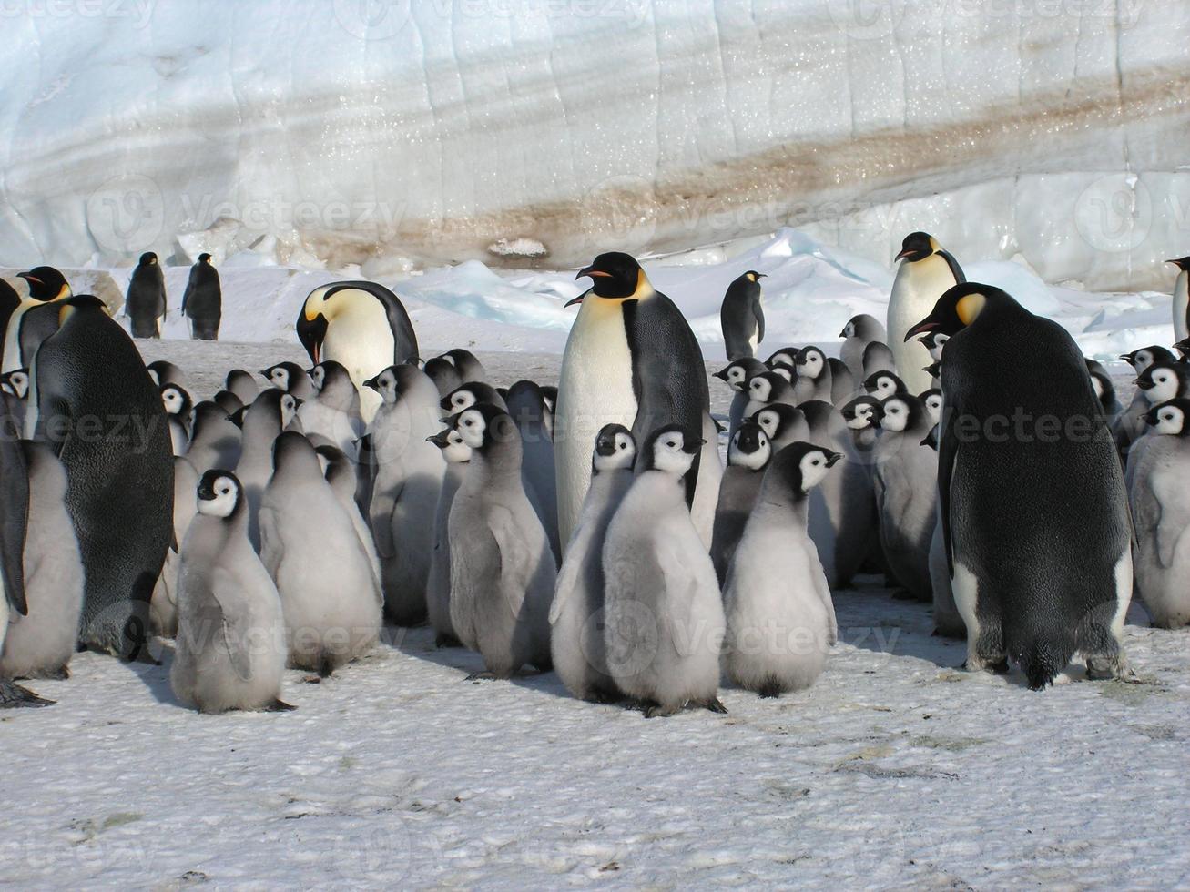 emperor penguins in the ice of Antarctica photo