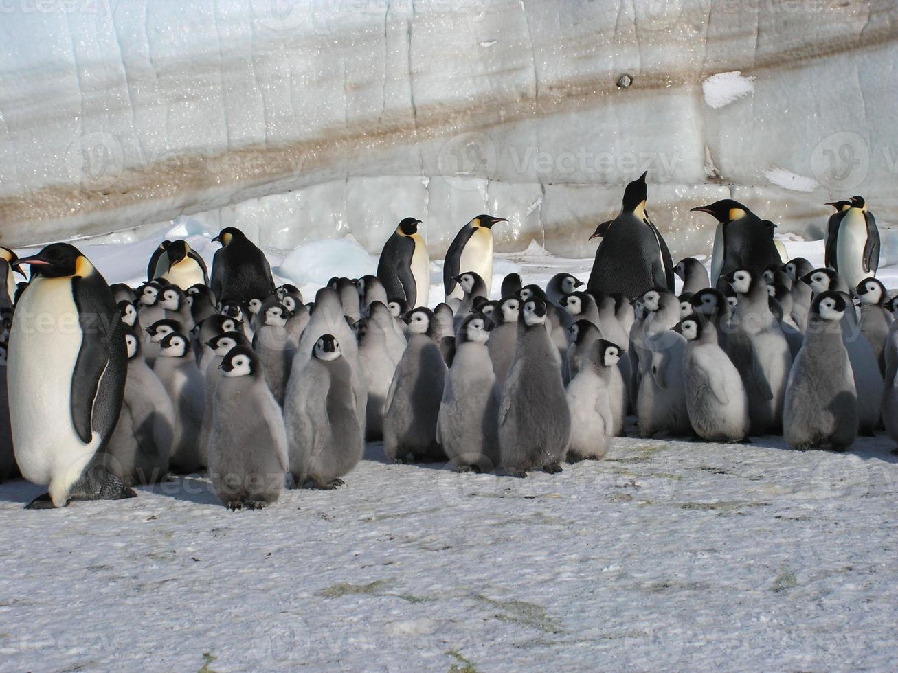 emperor penguins in the ice of Antarctica photo