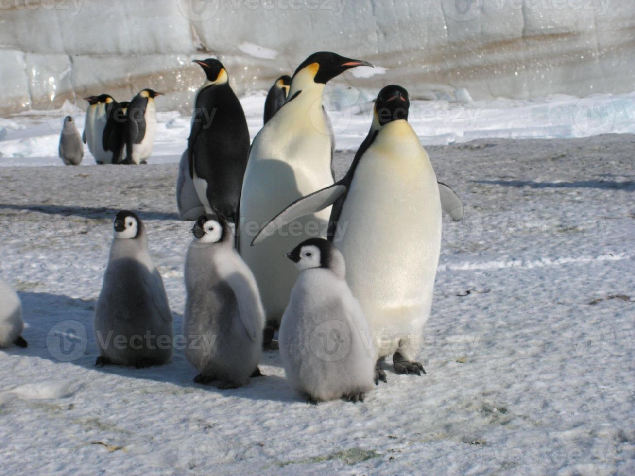 emperor penguins in the ice of Antarctica photo