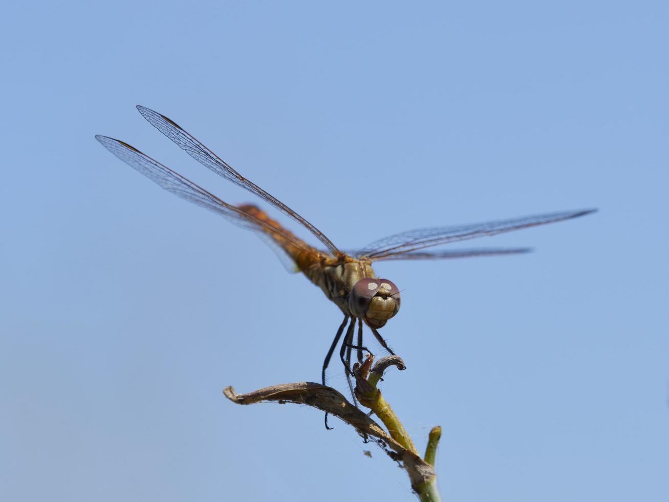 Dragonfly perched on a bush, near Xativa, Valencia, Spain. photo