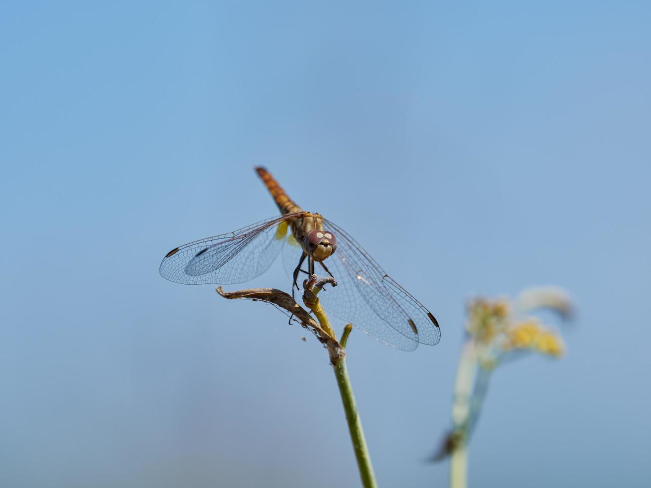 Dragonfly perched on a bush, near Xativa, Valencia, Spain. photo