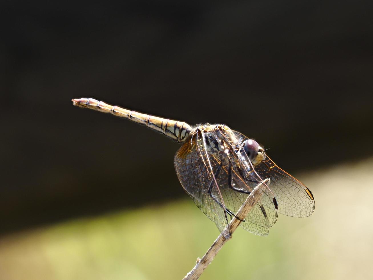 Dragonfly perched on a bush, near Xativa, Valencia, Spain. photo