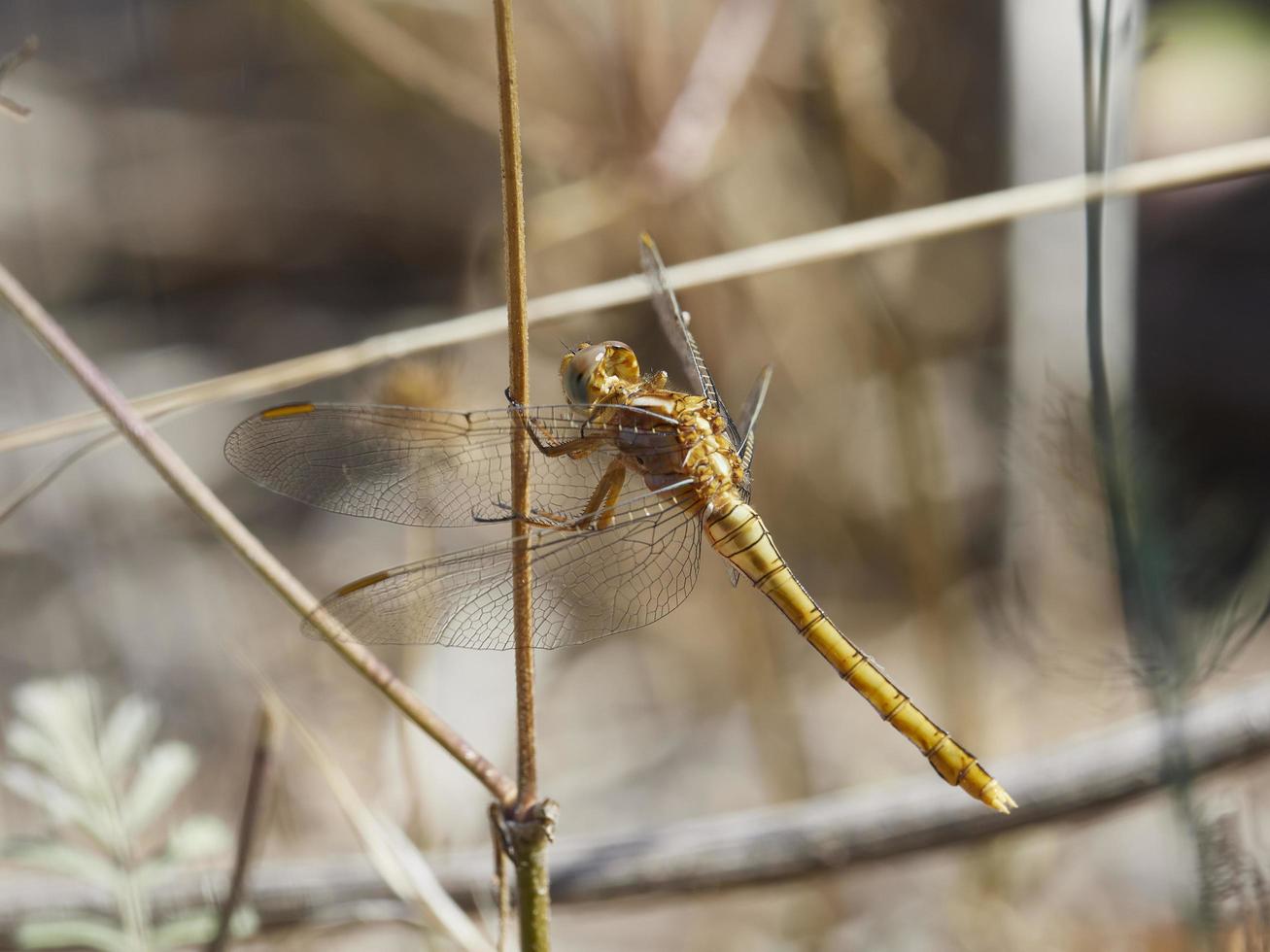 Dragonfly perched on a bush, near Xativa, Valencia, Spain. photo