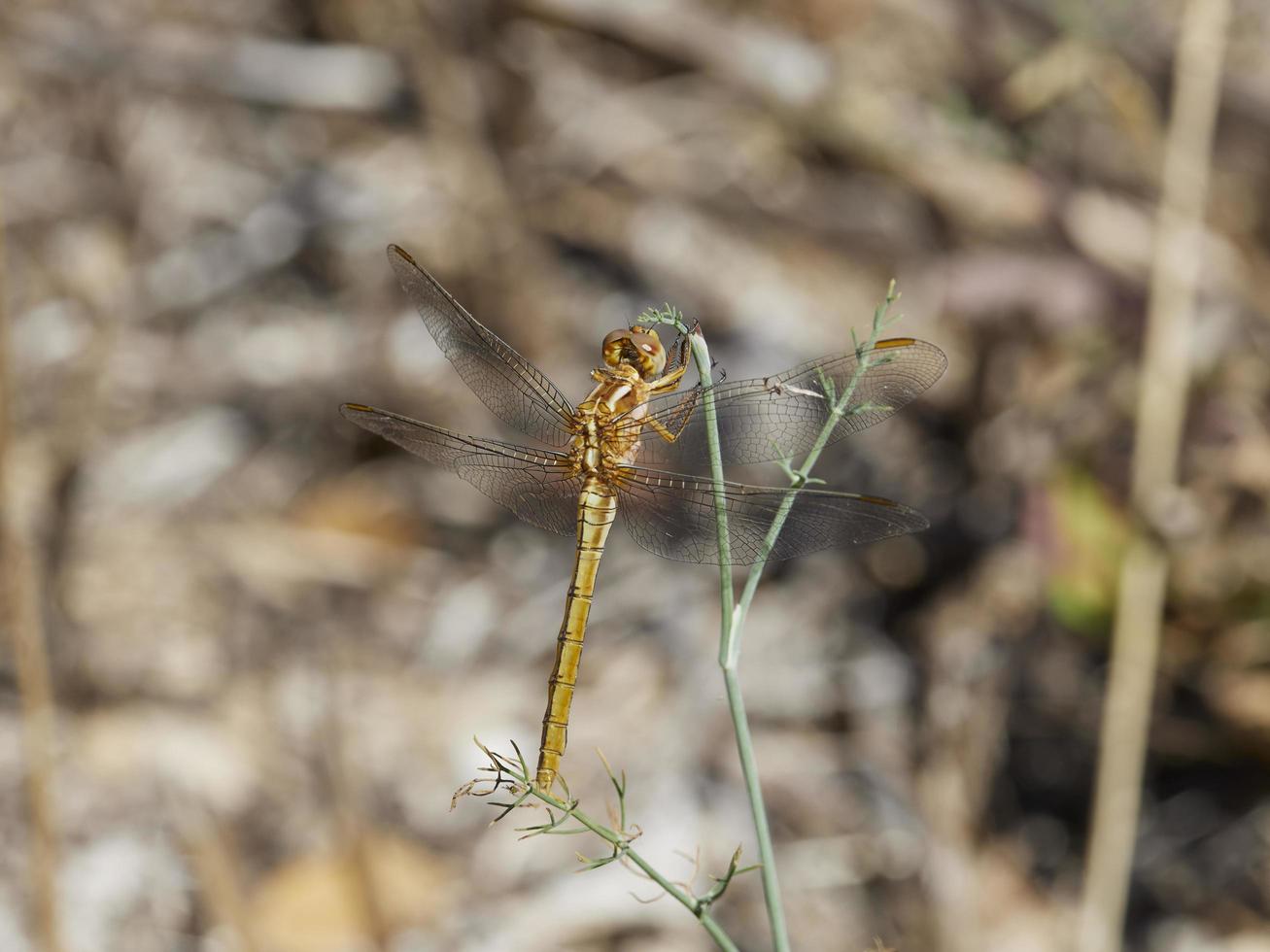 Dragonfly perched on a bush, near Xativa, Valencia, Spain. photo