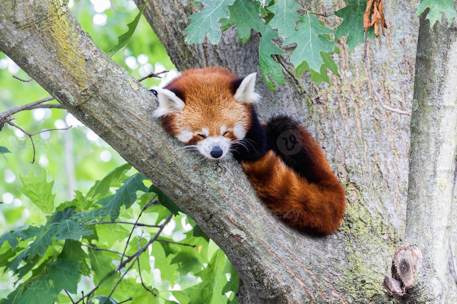 panda rojo - ailurus fulgens - retrato. lindo animal descansando perezoso en un árbol. foto